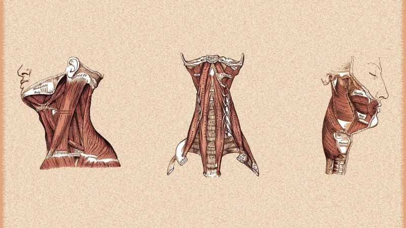 anatomy, medicine, muscles, 1080P