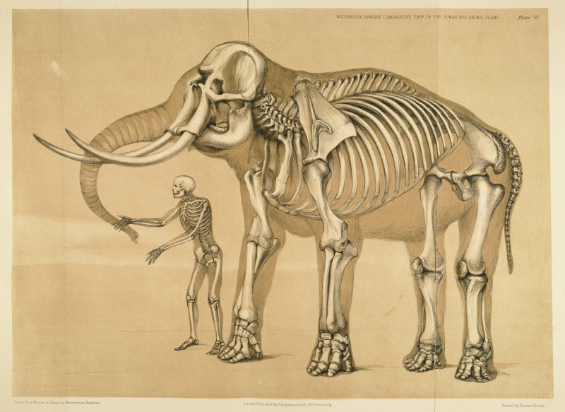 anatomy, 2K