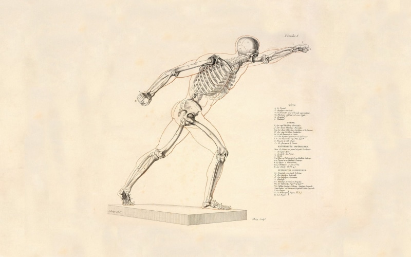 Skeleton, 720P, Anatomy, Artistic