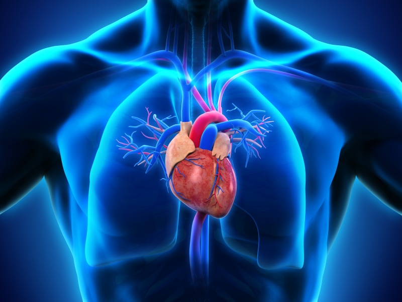 medicine, blue background, nature, lungs, animal wildlife, invertebrate, animal themes, glowing, human body part, red, illustration, blue, 5K, biology