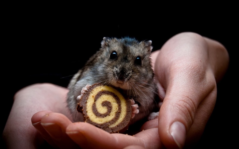 black background, human finger, 1080P, hands, one person, wildlife, care, young Animal, gray, cute, domestic, human Hand, indoors, finger, close-up, eating