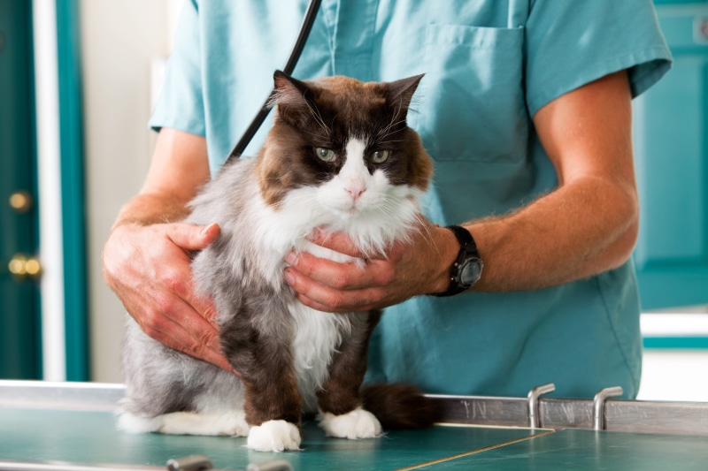 veterinary Medicine, healthcare And Medicine, animal, people, patient, uniform, females, illness, animal Hospital, scrubs, surgery, caucasian Ethnicity