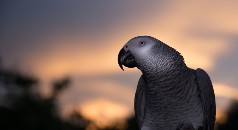 African Gray Parrot, african, bird, wildlife, looking, nature, gray, parrot, 2K, African Grey Parrot, animal, left
