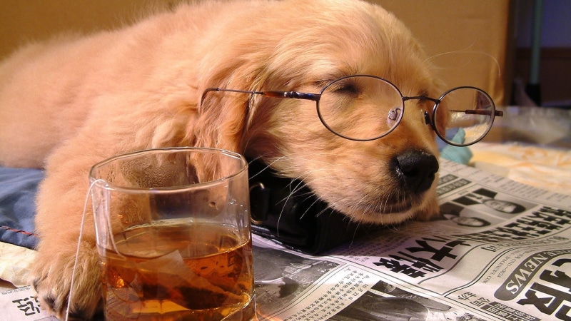 fun, pets, clear, no people, vertebrate, newspapers, domestic animals, drinking glass, one animal, animals, mammal, drinking, finance, animal themes, household equipment