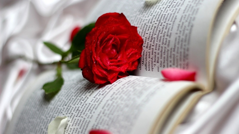 flowers, beauty in nature, flower, 1080P, books, red, nature, rose - flower, literature, newspaper, close-up, rose, flowering plant, no people, paper