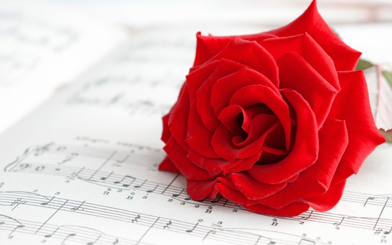 petal, no people, valentines day - holiday, freshness, indoors, paper, musical notes, close-up, rose, 1080P, sheet, macro, flowers, nature, emotion, flowering plant