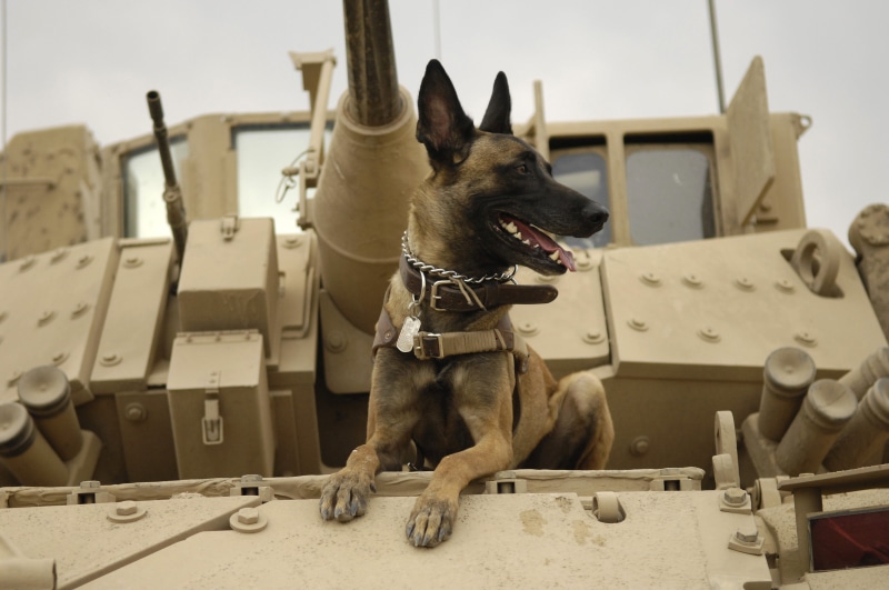 dog, affectionate, aggression, army, pup, pet collar, no people, malinois, vertebrate, belgian shepherd dog, one animal, cute, mammal, daytime, the army dog