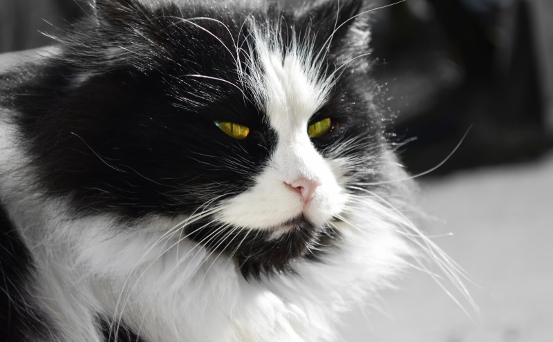 Animals, cat, domestic cat, doubtful, snout, doubtful cat, focus on foreground, animal head, animal body part, one animal, white, tuxedo, mammal, close-up