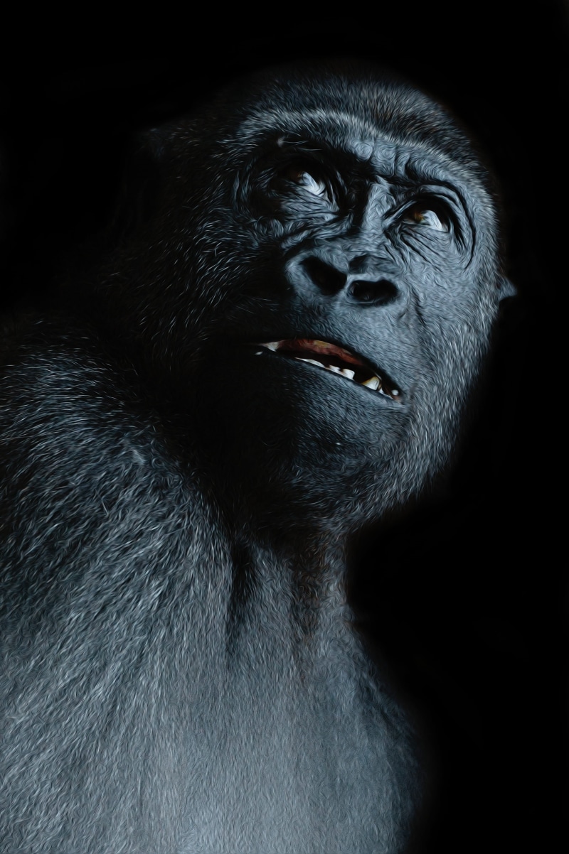 contemplation, vertebrate, gorilla, one animal, mammal, animals in the wild, people, view, monkey, black color, profile view, fear, looking away, animal wildlife