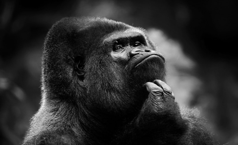 vertebrate, looking away, people, Gorilla, thoughtful, Black and White, 1080P, one animal, looking, close-up, animal wildlife, mammal, portrait, contemplation