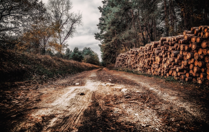 stack, tranquility, lumberjack, alley, dirt road, deforestation, autumn, the way forward, way, the path, dramatically, timber, felling, plant, insecure