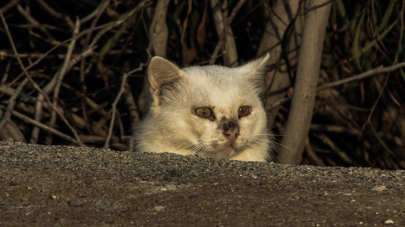 one animal, frightened, animal themes, no people, domestic, insecure, land, animal, wounded, domestic cat, tree, domestic animals, day, stray, animal head