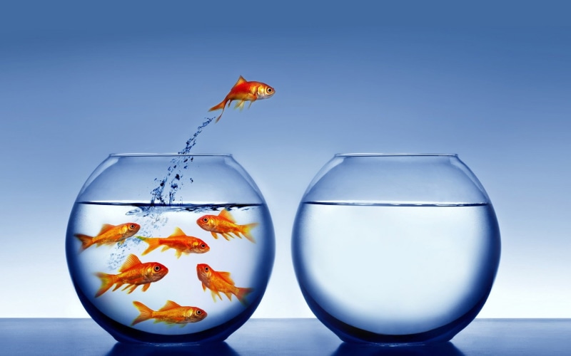 indoors, no people, glass, full length, group of animals, Goldfish, two objects, Fish, water, nature, pets, comparison, blue, fishbowl, Animal, transparent