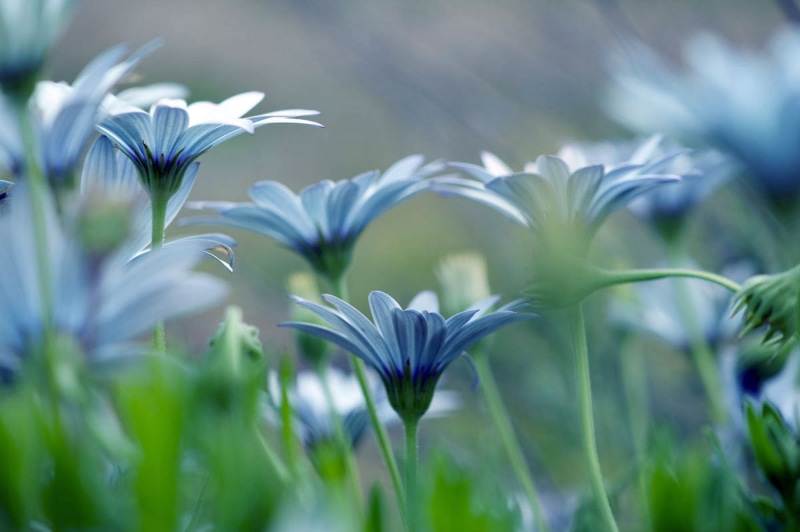 Osteospermum, Flower, meadow, selective, 720P, Champ, Nature, blue, Plant, selective focus, photo, mind, green Color, focus, close-up, flowers, outdoors