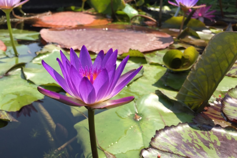 water garden, close up, india, plant part, zen, green, apple iphone 6, purple, leaf, lotus water lily, meditate, freshness, outdoors, leaves, reiki, close-up