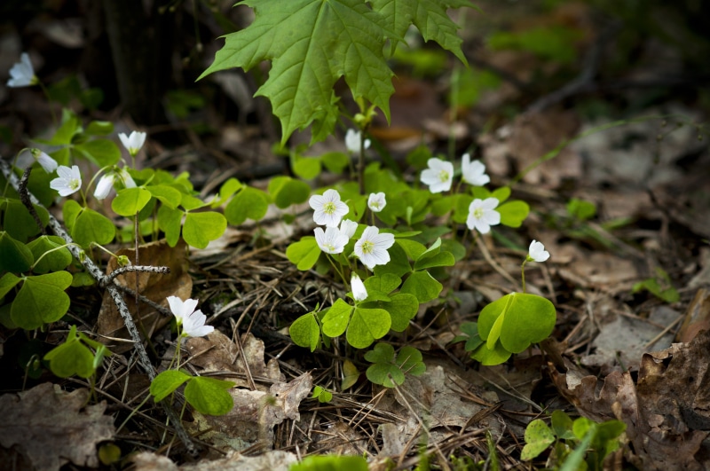 white, plants, close-up, plant, forestry clover, hare clover, forest, fragility, selective focus, no people, green, spring, flowering plant, nature, growth