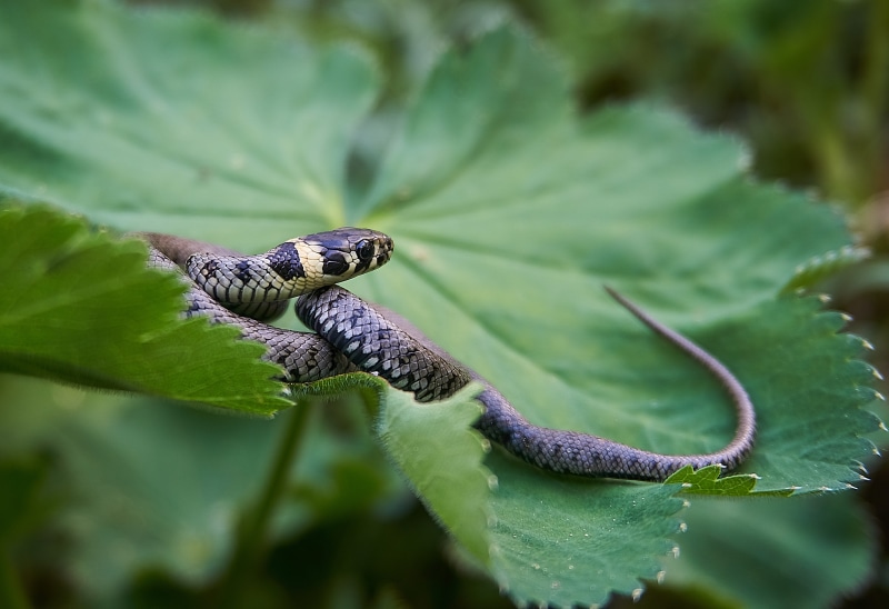 animal world, biology, wild, lizard, selective focus, animal, animal wildlife, focus on foreground, close, close-up, mind drawing, natter, instinct, plant