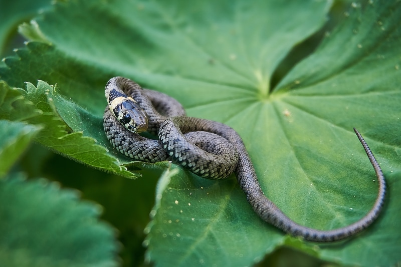 leaves, colubridae, reptile, biology, vertebrate, young animal, green, nature, leaf, green color, animal, head game, 5K, snake, non-hazardous, scale, black