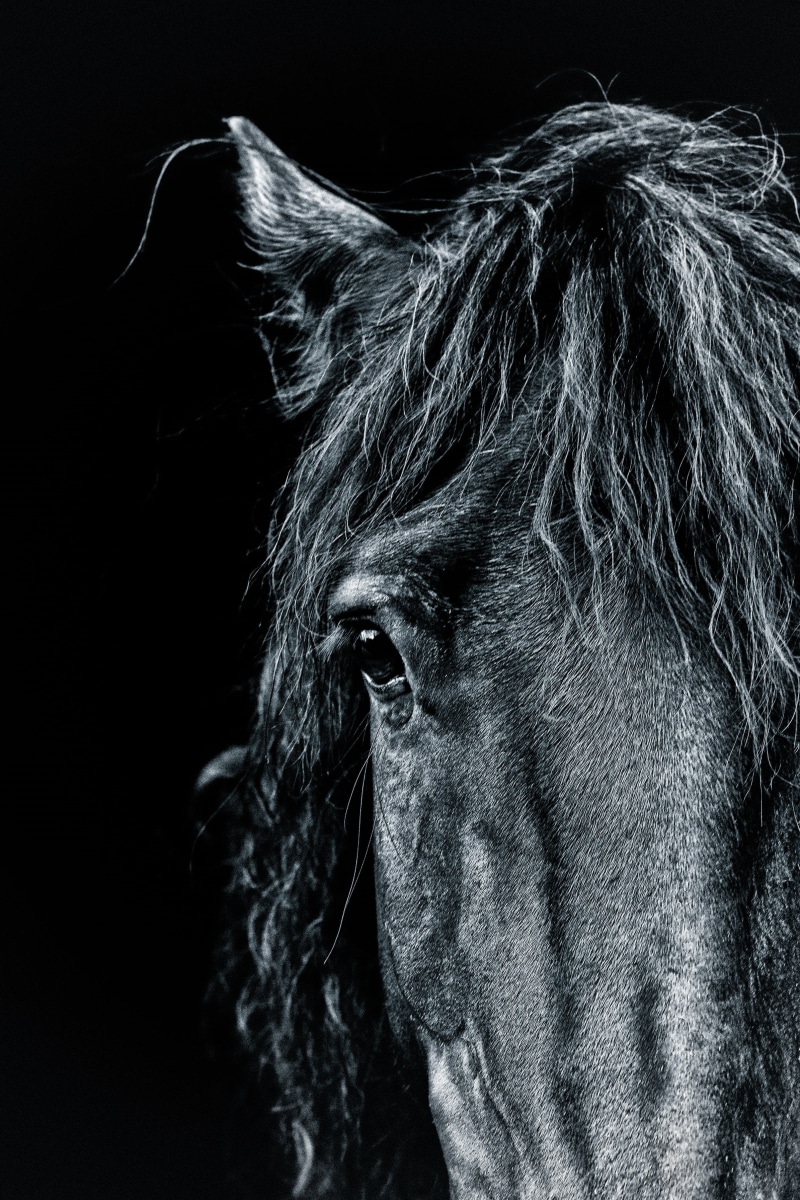 real people, domestic animals, adults only, mane, stable, nature, women, hairstyle, body part, rural, portrait, equine, headshot, side view, black, animal