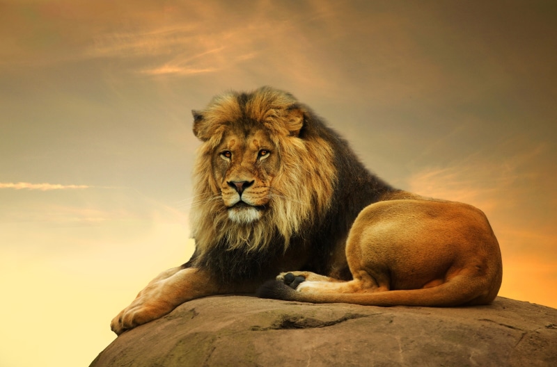 vertebrate, carnivora, feline, animal themes, 4K, sitting, one animal, solid, sky, rock - object, cat, lion - feline, animal, rock, mammal, no people