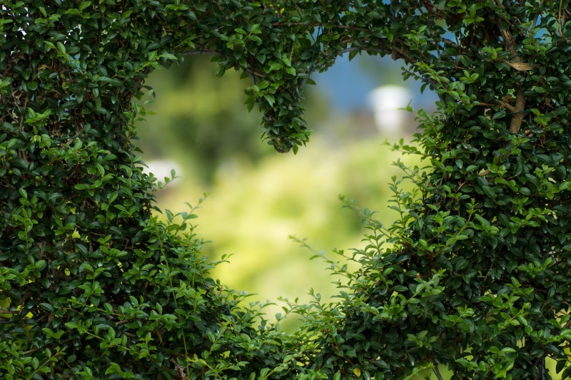 no people, valentine, green color, shaped, valentines day, outdoors, day, nature, romantic, growth, branch, leaves, background, forest, plant part, tranquility