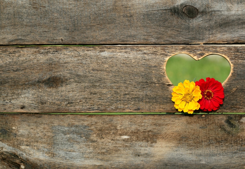 texture, vulnerability, heart Shape, hanging, emotion, close-up, valentine, inflorescence, 2K, outdoors, plant, flowering plant, postcard, heart, freshness