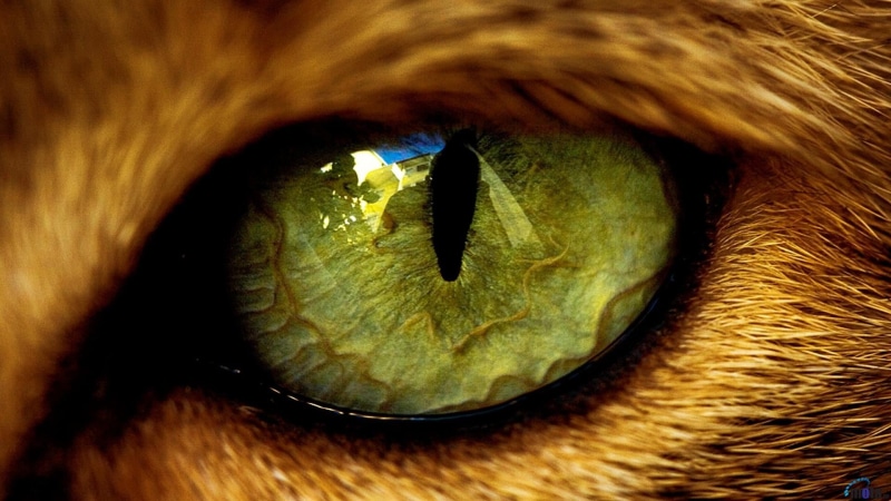 1080P, sensory perception, eyes, animal body part, vertebrate, close-up, eyelash, animal themes, pets, mammal, animal head, eyeball, one person, iris - eye