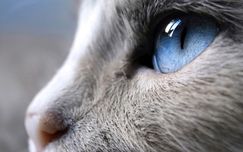 herbivorous, gray, animal body part, cat, extreme close-up, sensory perception, whisker, blue eyes, domestic animals, mammal, livestock, animals, eye, animal themes