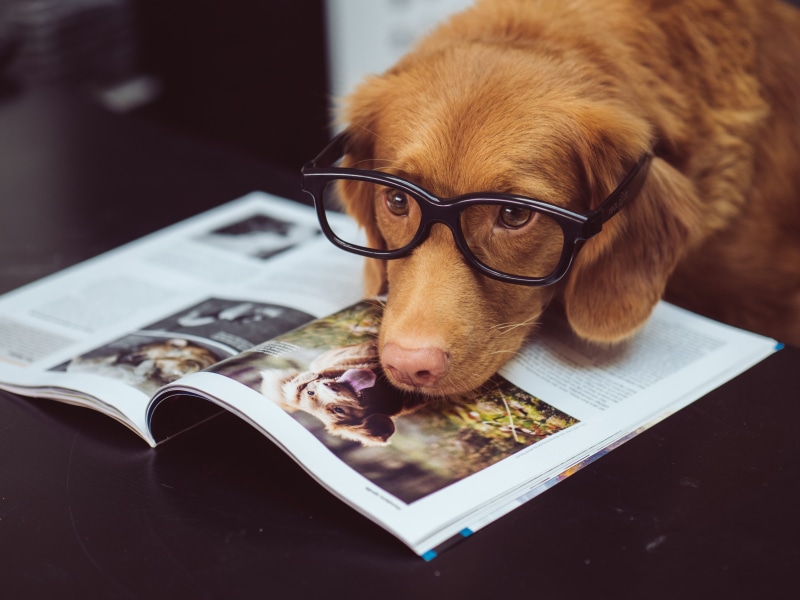 reading, read, framed, cute, black, sitting, photography, novia scotia duck tolling retriever, fur, desk, portrait, business, pets, dog, learning, humor