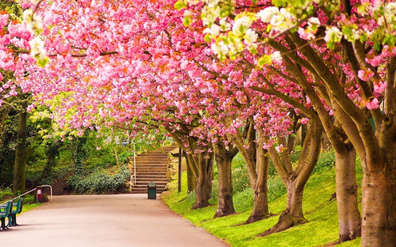 1920x1200, colours, of england, england nature, Spring, 1080P, Lovely, nature