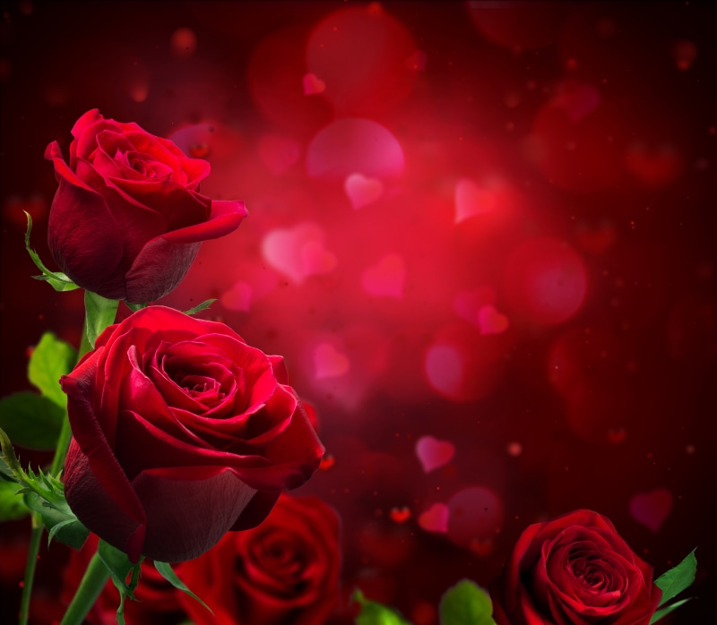 rose, romance, bouquet, flower, petal, valentines Day - Holiday, rose - Flower, flower Head, red, glare, plant, wedding, background, hearts, freshness