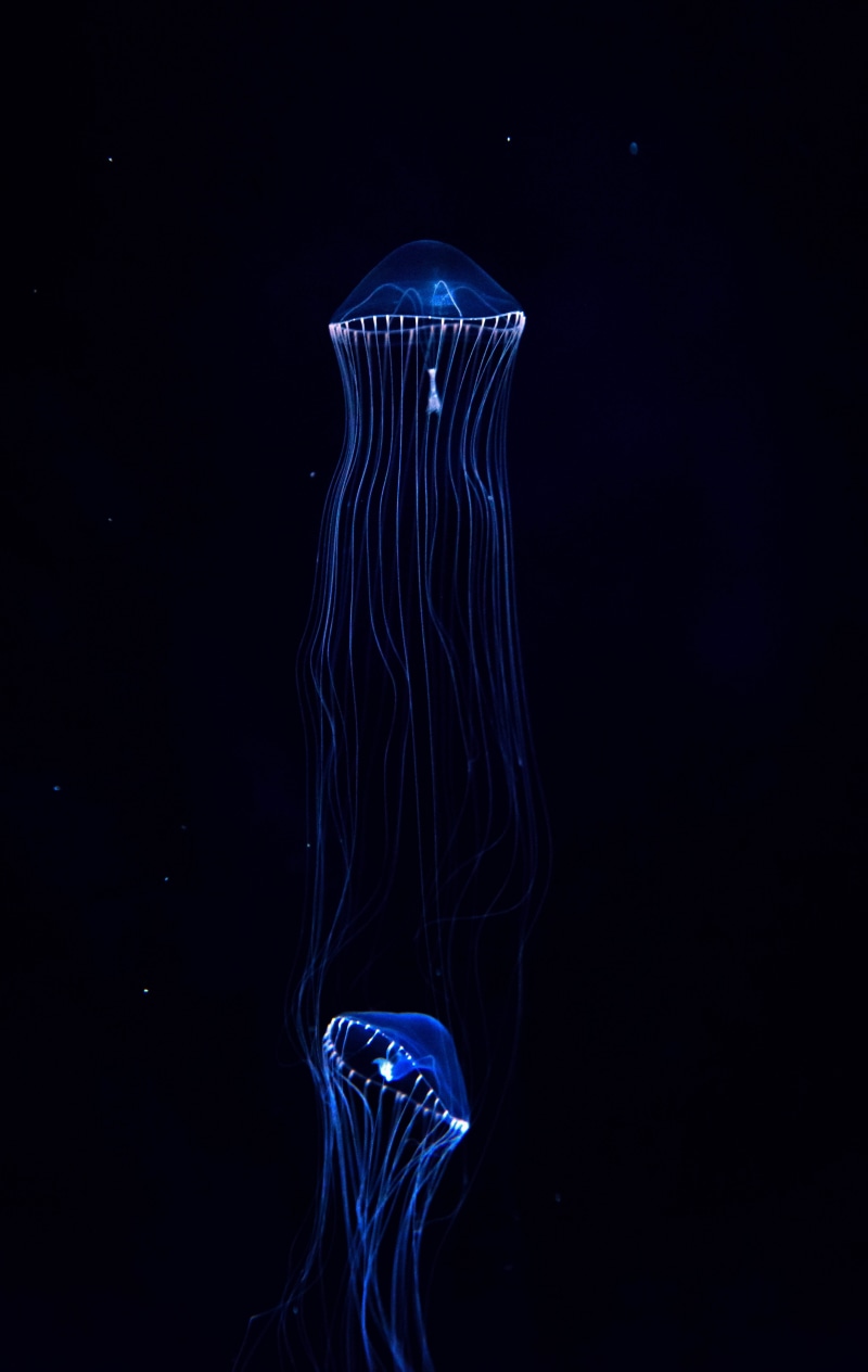 black background, marine, no people, sea, underwater world, water, flowing, jellyfish, animal, studio shot, invertebrate, underwater, animals in the wild