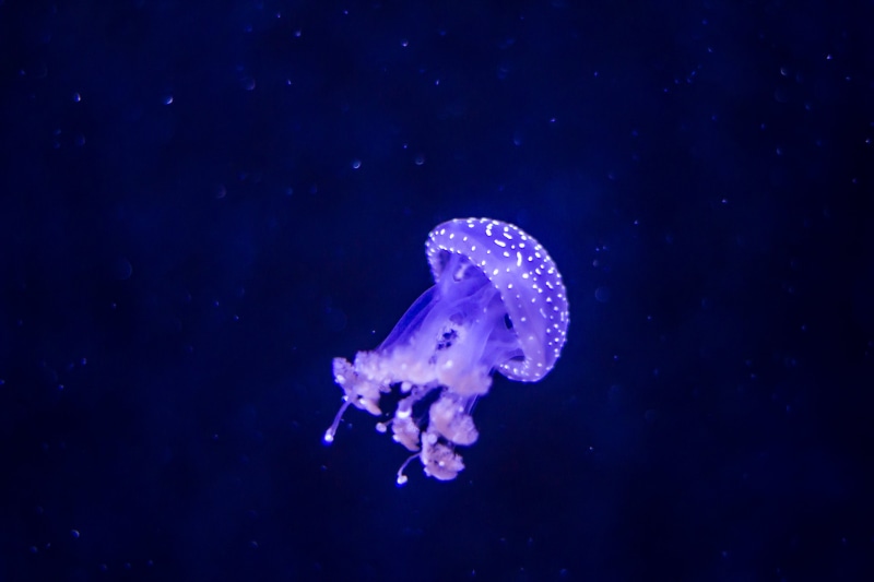 tentacle, nature, sea Life, aquarium, sea, animal, photo, rotterdam, 5K, underwater, blue, swimming Animal, wildlife, diergaarde  blijdorp, Jellyfish