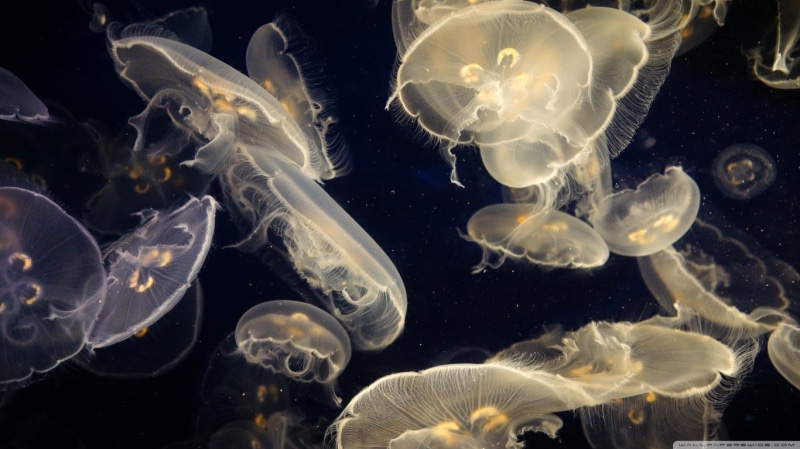 floating on water, animal, water, no people, transparent, 720P, group of animals, marine, large group of animals, undersea, Medusa, sea, nature, animals in the wild