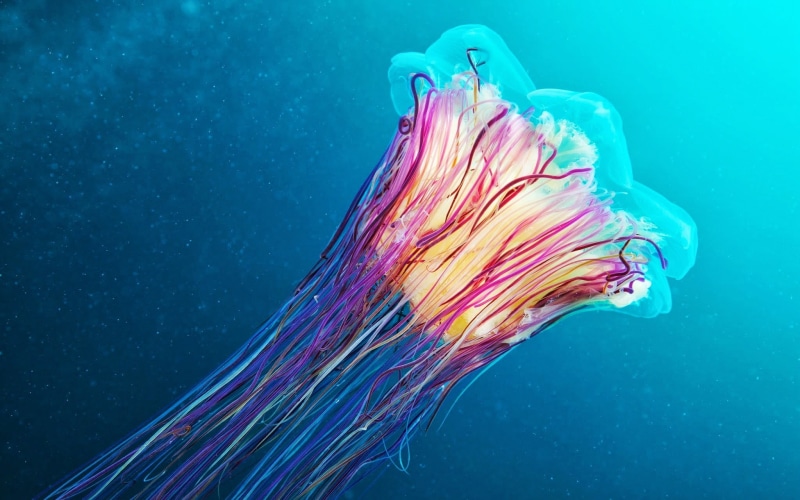 sea life, water, invertebrate, colorful, teal, blue, animals, studio shot, undersea, nature, no people, purple, blue background, animals in the wild, animal themes