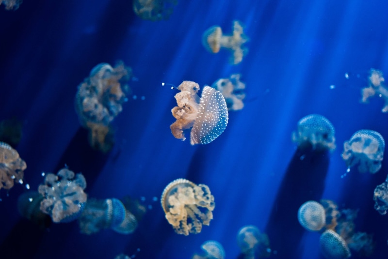 animals, invertebrate, group of animals, animals in the wild, animals in captivity, tank, aquarium, 2K, beauty in nature, floating on water, fish, undersea