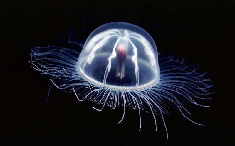 blue, jellyfish, hd, deep, 720P, sea, animals