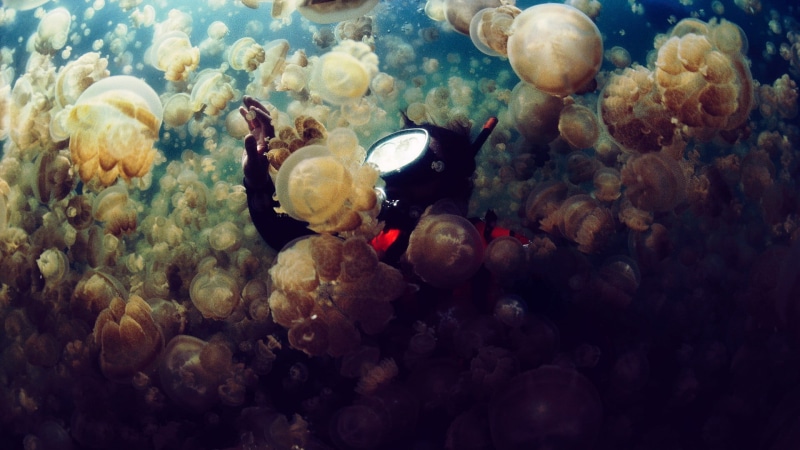 photography, close-up, undersea, beauty in nature, animal themes, animal wildlife, diving, sea life, jellyfish, marine, animal, no people, divers, group of animals