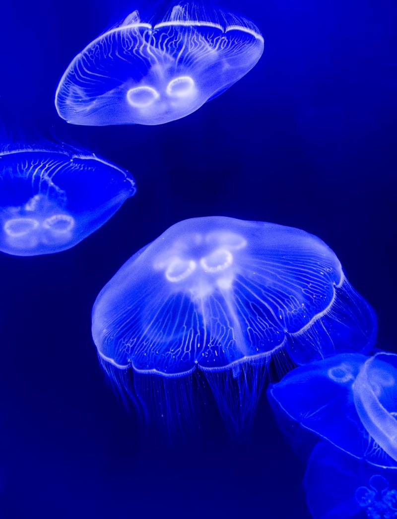 sea, 720P, poisonous, cnidarian, monaco, wildlife, animal, jellyfish, underwater, four, box jellyfish, swimming Animal, tentacle, nature, blue, box, meduse