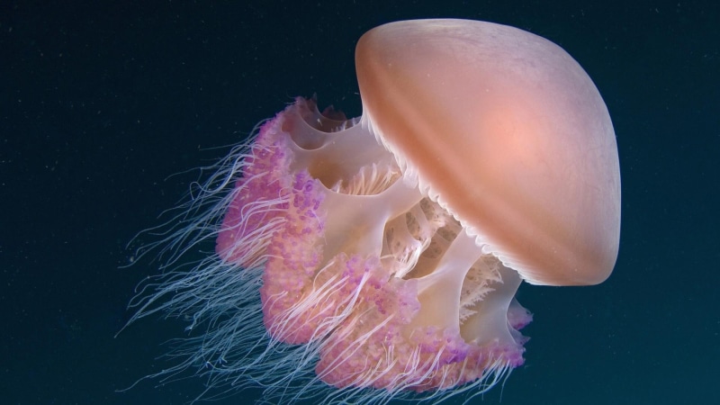 hd, jellyfish, fishes, 1080P, underwater, ocean, sea