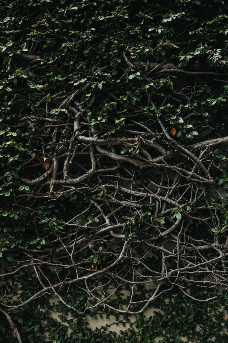 root, plant, 5K, leafed, backgrounds, no people, tranquility, branch, woodland, land, day, growth, leaves, full frame, tangled, leaf, green, beauty in nature