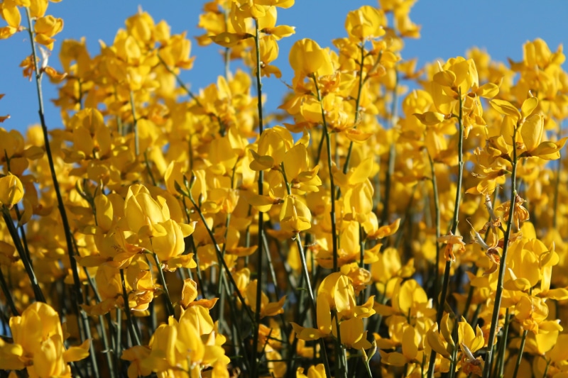 bright, botanical, bloom, color, sunny, plant, landscape, blossom, chakra healing, beauty in nature, flower head, new mexico, yellow flowers, blue, growth