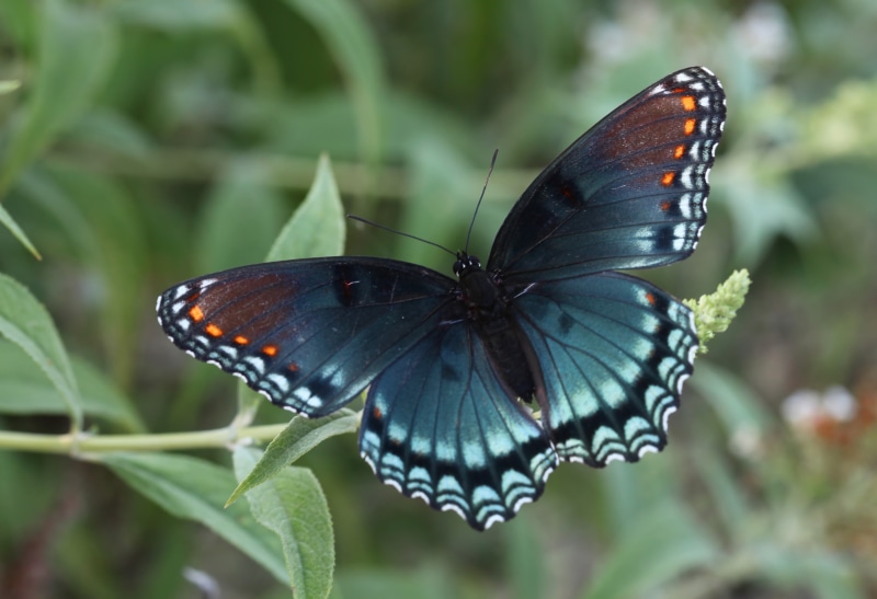photo, Richmond COunty, thin film interference, Red Spotted Purple, blue  orange, multi Colored, nature, close-up, North Carolina, butterfly - Insect, leaf