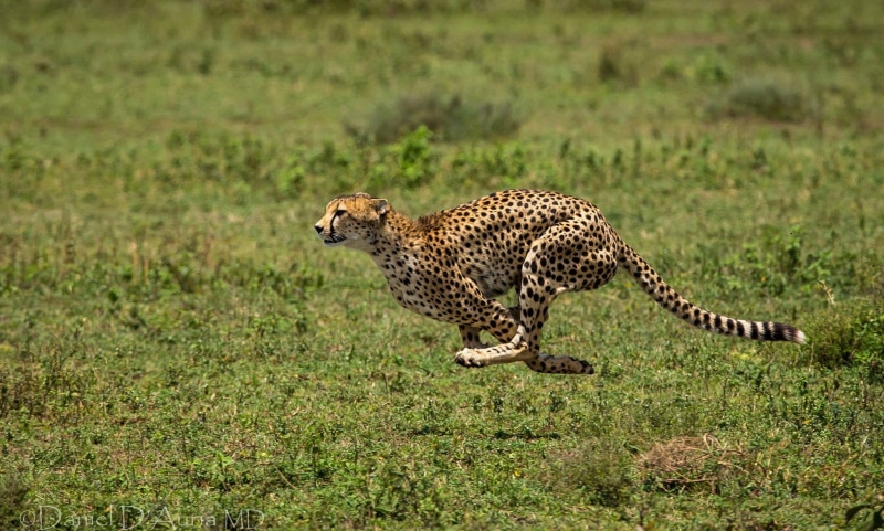 Animal, 1080P, cheetah, running, runs, spots
