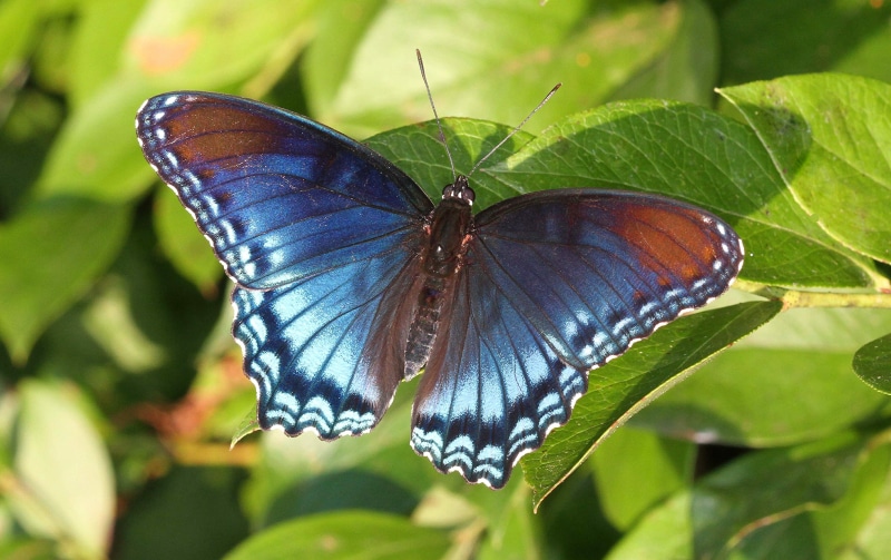 pipevine swallowtail, Purple  blue, green leaf, Red Spotted Purple, blue  orange, red  butterfly, blue, frequency, green, beauty In Nature, multi Colored