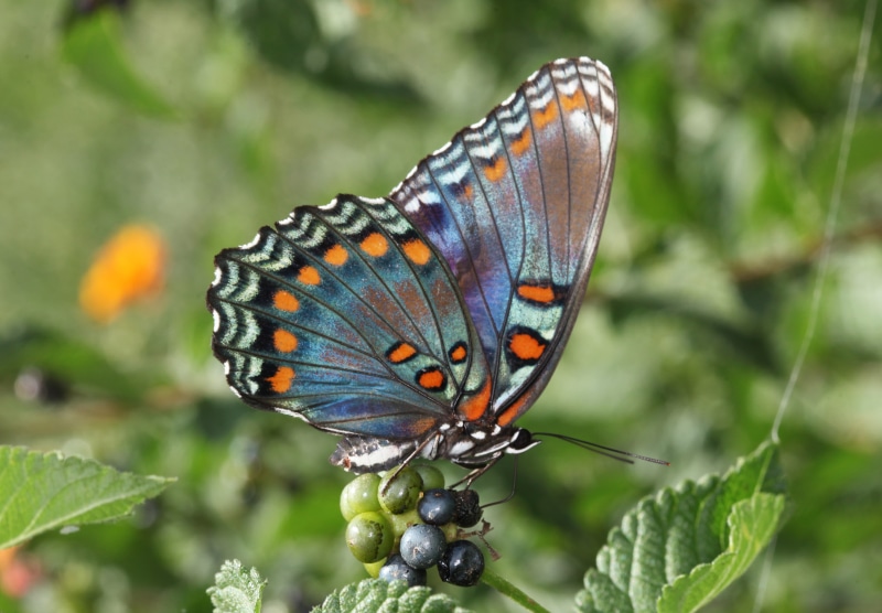 butterfly - Insect, spotted, butterfly, close-up, Red Spotted Purple, photo, animal, nature, multi Colored, Richmond COunty  North Carolina, buds, selective