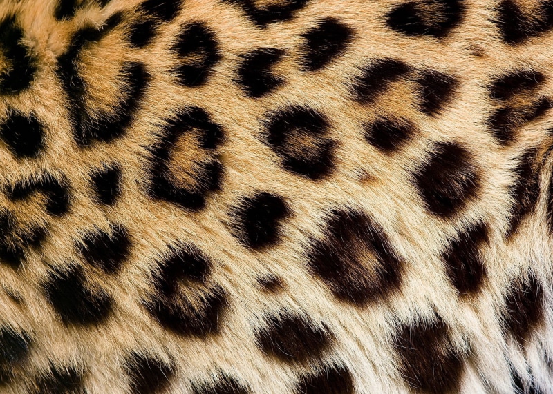 1080P, texture, cheetah, striped, animal hair, black Color, animal Skin, nature, africa, endangered Species, full frame, tropical Rainforest, wool, animal wildlife