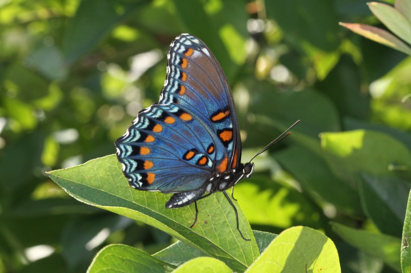 blue, orange, green leaf, beauty In Nature, animal, Red Spotted Purple, animal Wing, pipevine swallowtail, blue  orange, waves, butterfly - Insect, black