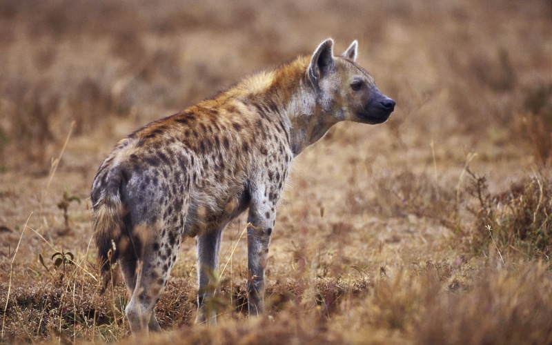 spotted, hyena, laughing, 1080P, hyenas, hd, art, animals