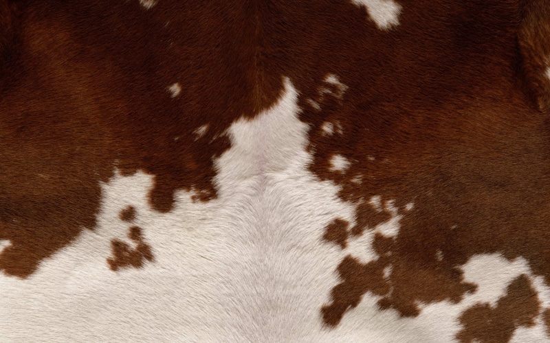 farm, hair, cow, domestic Animals, hide, animal Skin, white color, brown, pets, fur, animal body part, 2K, close-up, full frame, animal hair, livestock